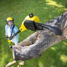 Best Fruit Tree Pruning  in Bonnetsville, NC