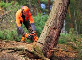 Best Tree Maintenance Programs  in Bonnetsville, NC