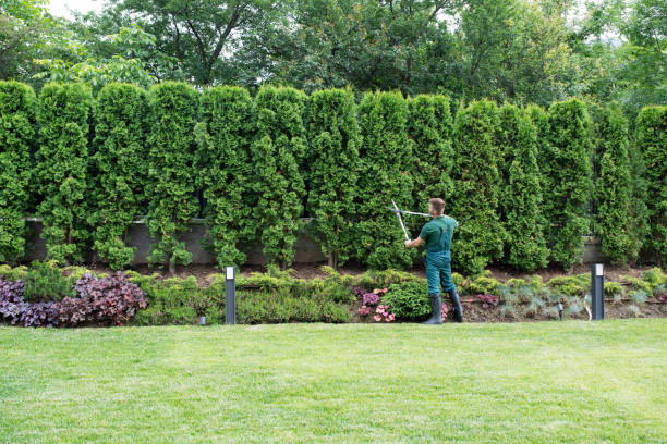 Best Weed Control  in Bonnetsville, NC